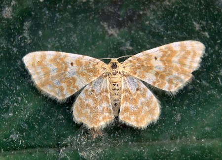 Small Yellow Wave Hydrelia flammeolaria