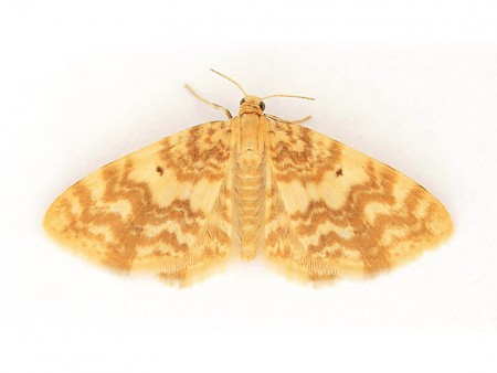 Small Yellow Wave Hydrelia flammeolaria