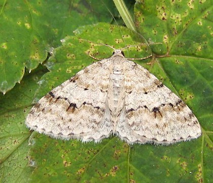 Adult &bull; East Ross, Scotland &bull; &copy; Nigel Richards