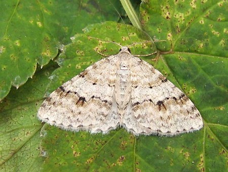 Welsh Wave Venusia cambrica