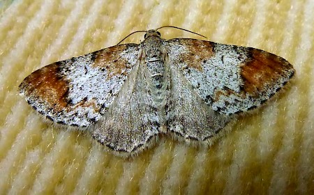 Blomer's Rivulet Venusia blomeri