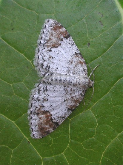 Blomer's Rivulet Venusia blomeri