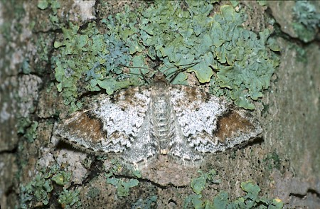 Blomer's Rivulet Venusia blomeri