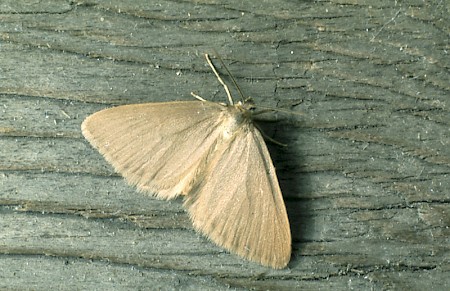 Drab Looper Minoa murinata