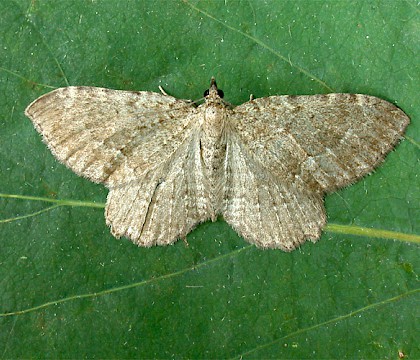 Adult &bull; Luffenham Heath Golf Course, Rutland &bull; &copy; Andy Mackay