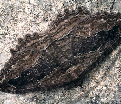 Adult &bull; Gait Barrows NNR, Lancashire &bull; &copy; Rob Petley-Jones
