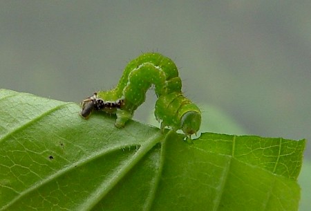 Dark Umber Philereme transversata