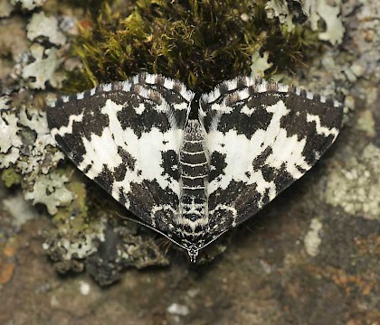 Adult &bull; Gwynedd &bull; &copy; Tristan Bantock