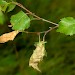 Larval spinnings • Larval spinnings on Betula, Staffordshire • © Graham Finch