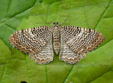 Scallop Shell Hydria undulata