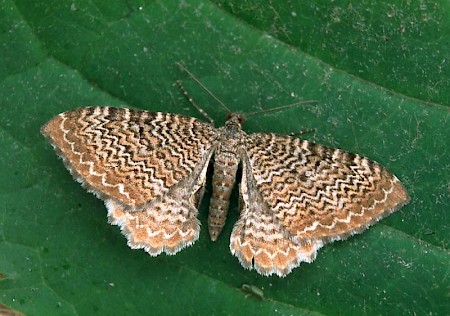 Scallop Shell Hydria undulata