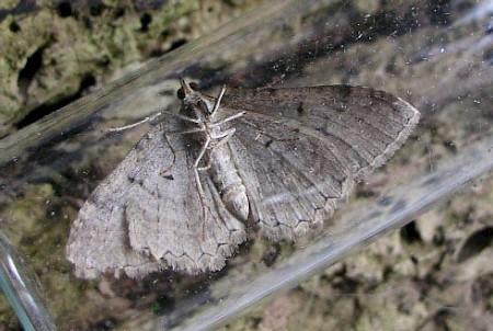 Scarce Tissue Hydria cervinalis