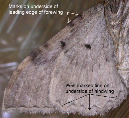 Scarce Tissue Hydria cervinalis