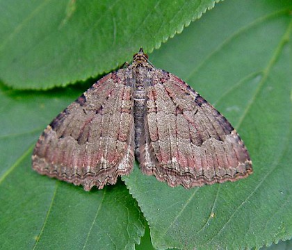 Adult &bull; Zoetermeer, The Netherlands &bull; &copy; Sifra Corver