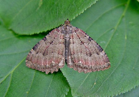 The Tissue Triphosa dubitata