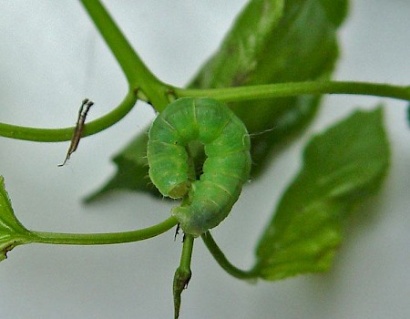 The Tissue Triphosa dubitata