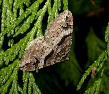 Adult &bull; &copy; Matthias Biere