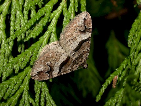 Barberry Carpet Pareulype berberata