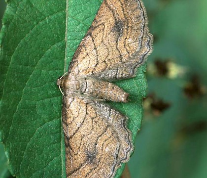 Adult &bull; Perthshire &bull; &copy; Roy Leverton