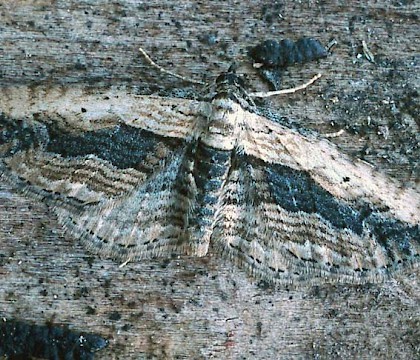 Adult &bull; reared ex. female, Folkestone, Kent &bull; &copy; Nick Greatorex-Davies