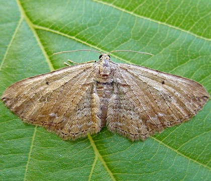 Adult &bull; Enderby Quarry, Leics &bull; &copy; Mark Skevington
