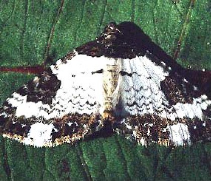 Adult &bull; Gower, Glamorgan &bull; &copy; David Painter