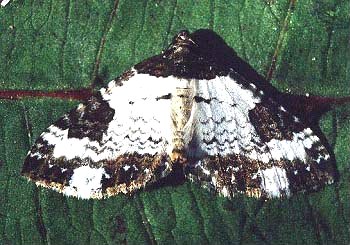 Pretty Chalk Carpet Melanthia procellata