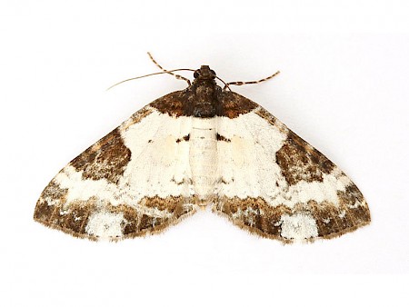 Pretty Chalk Carpet Melanthia procellata