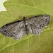 Adult • Askham Bog, W. Yorks • © Dave Chesmore