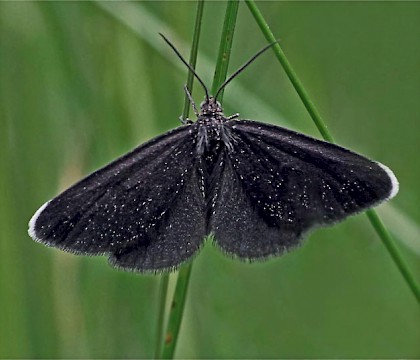 Adult &bull; Stapleton, Bristol &bull; &copy; Nick Britton