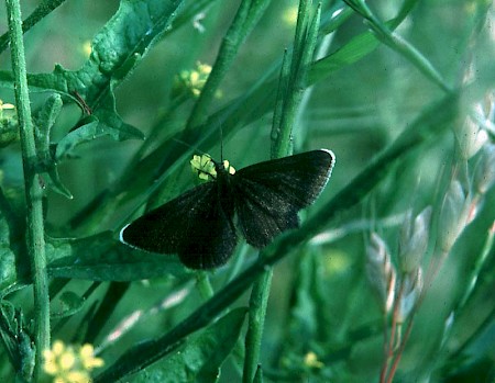 Chimney Sweeper Odezia atrata