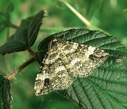 Adult &bull; Banffshire &bull; &copy; Roy Leverton