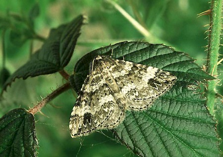 Twin-spot Carpet Mesotype didymata