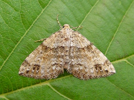 Twin-spot Carpet Mesotype didymata