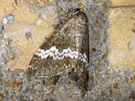 The Rivulet Perizoma affinitata