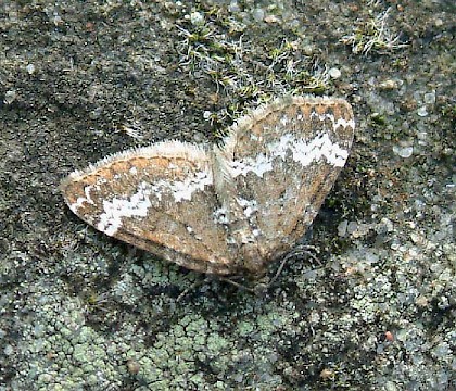 Adult &bull; Whitelye, Gwent &bull; &copy; Nick Greatorex-Davies