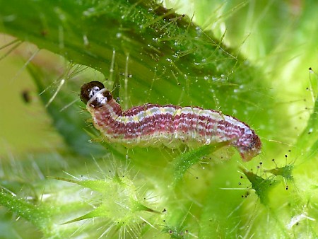 Small Rivulet Perizoma alchemillata