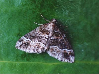 Barred Rivulet Perizoma bifaciata