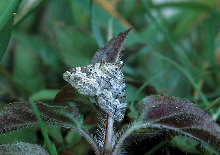 Heath Rivulet Perizoma minorata