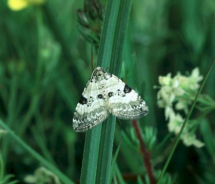 Adult &bull; W. Invernessshire &bull; &copy; Roy Leverton
