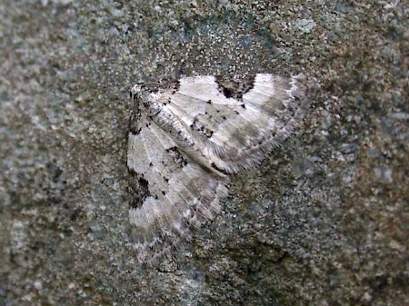 Pretty Pinion Perizoma blandiata