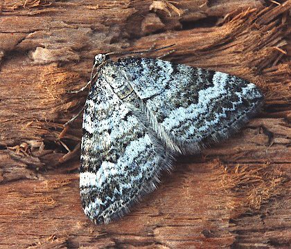 Adult &bull; &copy; David Painter