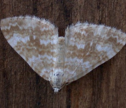 Adult &bull; Guernsey, Channel Islands &bull; &copy; Mark Lawlor