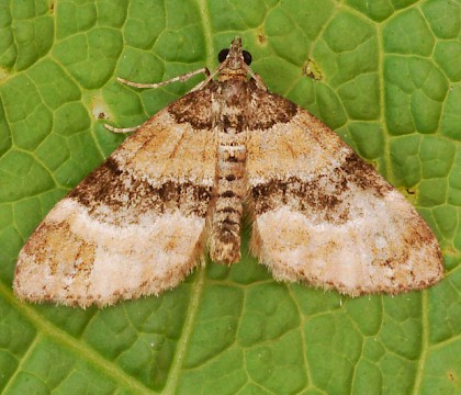 Adult &bull; Caldbeck, Cumbria &bull; &copy; Peter Bolson