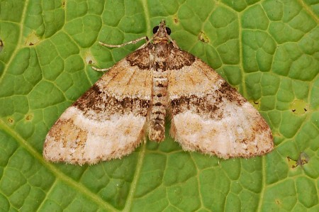 Barred Carpet Martania taeniata