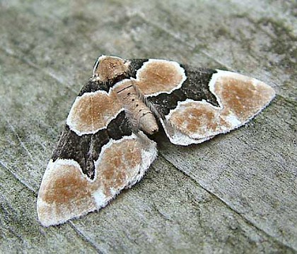 Adult &bull; Woodwalton Fen, Cambs. &bull; &copy; Steve Clarke