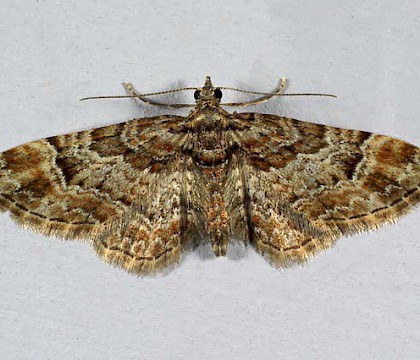 Adult &bull; &copy; Dave Hamilton