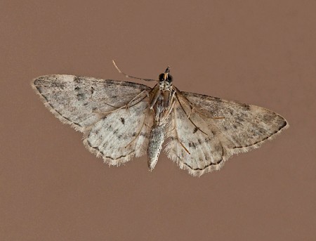 Double-striped Pug Gymnoscelis rufifasciata