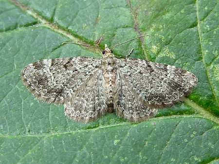 Sloe Pug Pasiphila chloerata