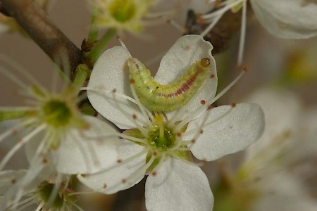 Sloe Pug Pasiphila chloerata